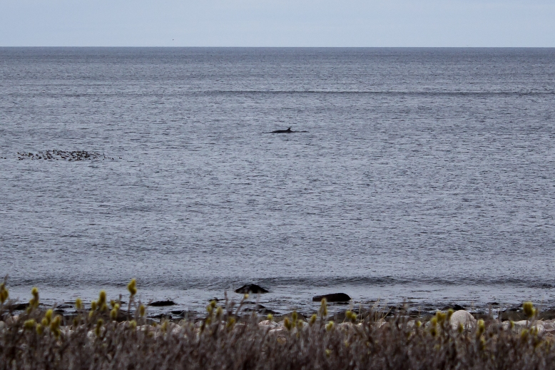 А вот и тот самый утренний чудо-юдо рыба-кит.