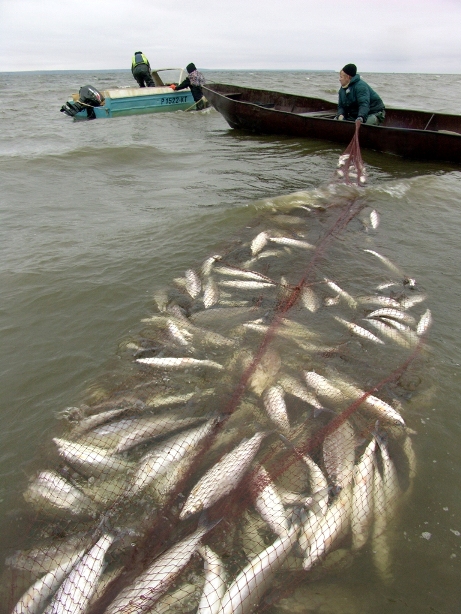 fish.JPG